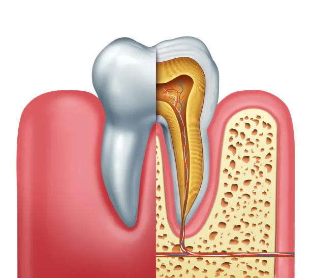Endodontics